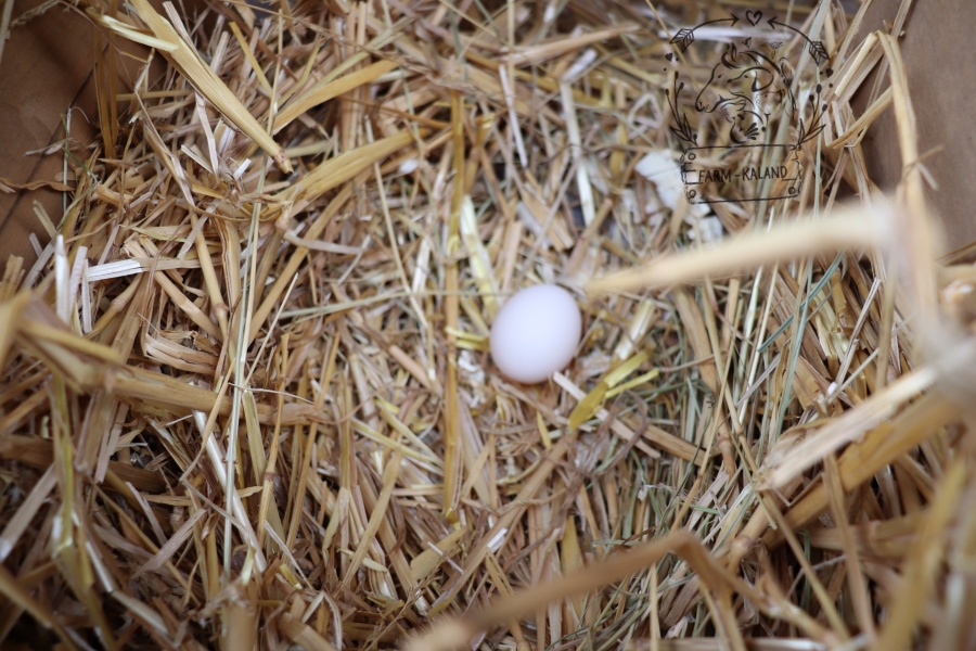 Első tojás a tojófészekben