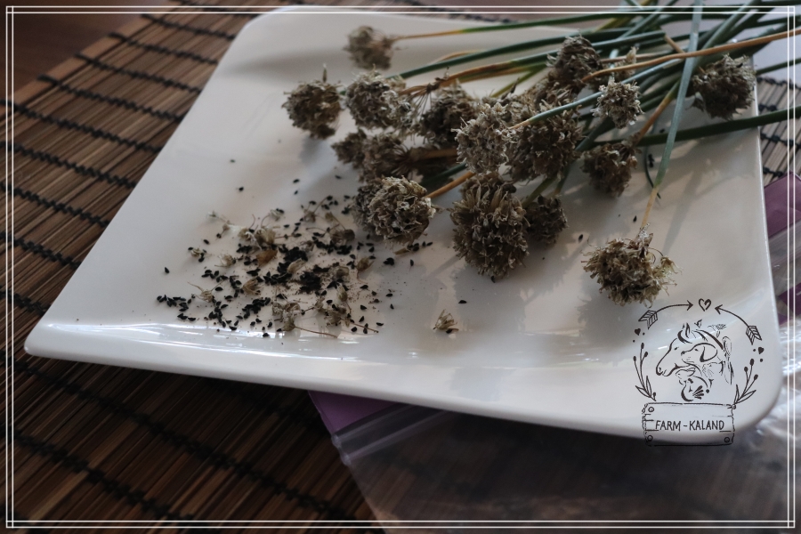 Az elszáradt metélőhagyma virágokból kirázott apró fekete snidling magok egy fehér porcelán tányéron.